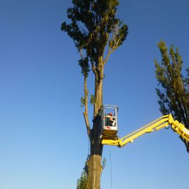 Vorbereitung einer Baumfällung 